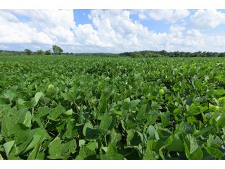 Hopkins County, Kentucky Farmland - LAND AUCTION - 1,879+/- ACRES OFFERED IN 19 INDIVIDUAL TRACTS IN HOPKINS COUNTY, KENTUCKY