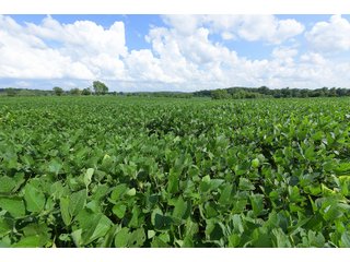 Hopkins County, Kentucky Farmland - LAND AUCTION - 1,879+/- ACRES OFFERED IN 19 INDIVIDUAL TRACTS IN HOPKINS COUNTY, KENTUCKY