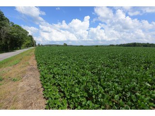 Tract 9 in Hopkins County, Kentucky - LAND AUCTION - 1,879+/- ACRES OFFERED IN 19 INDIVIDUAL TRACTS IN HOPKINS COUNTY, KENTUCKY