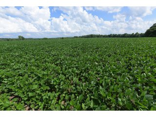 Hopkins County, Kentucky Farmland - LAND AUCTION - 1,879+/- ACRES OFFERED IN 19 INDIVIDUAL TRACTS IN HOPKINS COUNTY, KENTUCKY