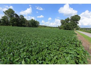 Hopkins County, Kentucky Farmland - LAND AUCTION - 1,879+/- ACRES OFFERED IN 19 INDIVIDUAL TRACTS IN HOPKINS COUNTY, KENTUCKY