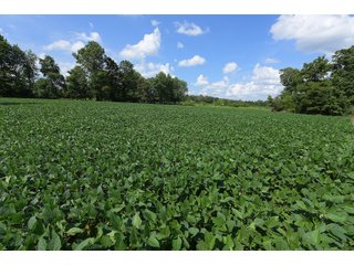 Hopkins County, Kentucky Farmland - LAND AUCTION - 1,879+/- ACRES OFFERED IN 19 INDIVIDUAL TRACTS IN HOPKINS COUNTY, KENTUCKY