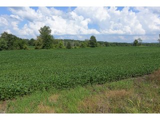 Hopkins County, Kentucky Farmland - LAND AUCTION - 1,879+/- ACRES OFFERED IN 19 INDIVIDUAL TRACTS IN HOPKINS COUNTY, KENTUCKY
