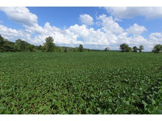Hopkins County, Kentucky Farmland - LAND AUCTION - 1,879+/- ACRES OFFERED IN 19 INDIVIDUAL TRACTS IN HOPKINS COUNTY, KENTUCKY