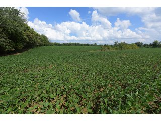 Hopkins County, Kentucky Farmland - LAND AUCTION - 1,879+/- ACRES OFFERED IN 19 INDIVIDUAL TRACTS IN HOPKINS COUNTY, KENTUCKY