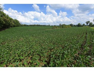 Hopkins County, Kentucky Farmland - LAND AUCTION - 1,879+/- ACRES OFFERED IN 19 INDIVIDUAL TRACTS IN HOPKINS COUNTY, KENTUCKY