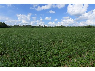 Hopkins County, Kentucky Farmland - LAND AUCTION - 1,879+/- ACRES OFFERED IN 19 INDIVIDUAL TRACTS IN HOPKINS COUNTY, KENTUCKY