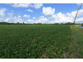 Hopkins County, Kentucky Farmland - LAND AUCTION - 1,879+/- ACRES OFFERED IN 19 INDIVIDUAL TRACTS IN HOPKINS COUNTY, KENTUCKY
