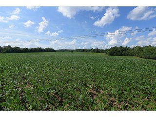 Hopkins County, Kentucky Farmland - LAND AUCTION - 1,879+/- ACRES OFFERED IN 19 INDIVIDUAL TRACTS IN HOPKINS COUNTY, KENTUCKY