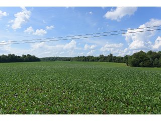 Hopkins County, Kentucky Farmland - LAND AUCTION - 1,879+/- ACRES OFFERED IN 19 INDIVIDUAL TRACTS IN HOPKINS COUNTY, KENTUCKY