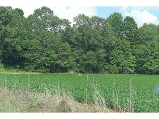 Hopkins County, Kentucky Farmland - LAND AUCTION - 1,879+/- ACRES OFFERED IN 19 INDIVIDUAL TRACTS IN HOPKINS COUNTY, KENTUCKY