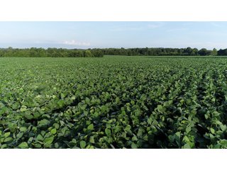 Hopkins County, Kentucky Farmland - LAND AUCTION - 1,879+/- ACRES OFFERED IN 19 INDIVIDUAL TRACTS IN HOPKINS COUNTY, KENTUCKY
