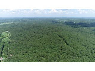 Tracts 18 & 19 in Hopkins County, Kentucky - LAND AUCTION - 1,879+/- ACRES OFFERED IN 19 INDIVIDUAL TRACTS IN HOPKINS COUNTY, KENTUCKY