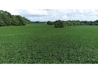 Hopkins County, Kentucky Farmland - LAND AUCTION - 1,879+/- ACRES OFFERED IN 19 INDIVIDUAL TRACTS IN HOPKINS COUNTY, KENTUCKY