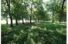 Property photo 42 - LAND AUCTION - 5,778+/-ACRES OFFERED IN 21 TRACTS IN OKMULGEE COUNTY, OKLAHOMA