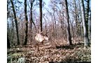 Property photo 54 - LAND AUCTION - 5,778+/-ACRES OFFERED IN 21 TRACTS IN OKMULGEE COUNTY, OKLAHOMA