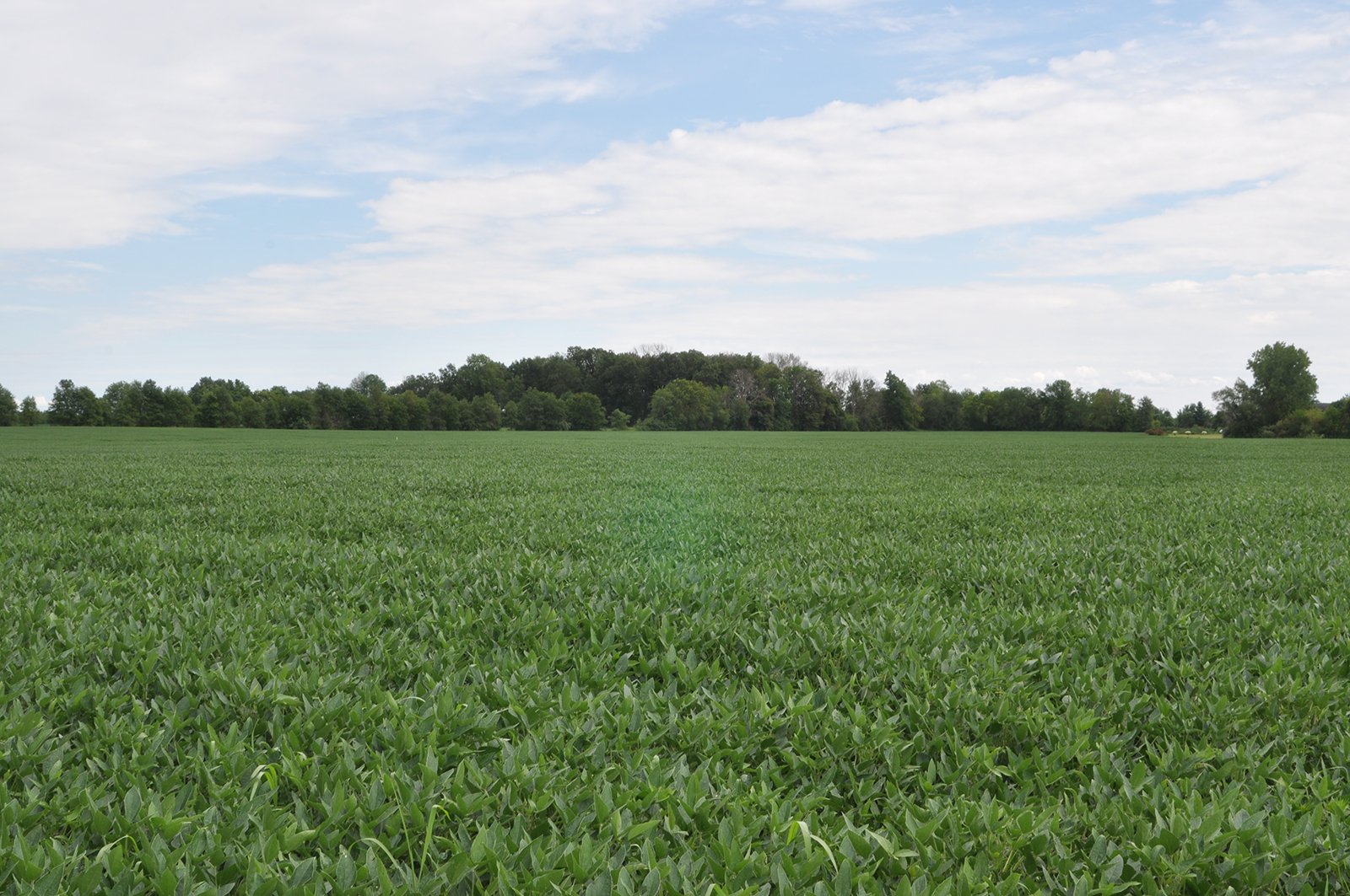 Clinton County, Indiana Farmland - ONLINE ONLY LAND AUCTION - 36.14+/- ACRES OFFERED IN 1 TRACT IN CLINTON COUNTY, INDIANA
