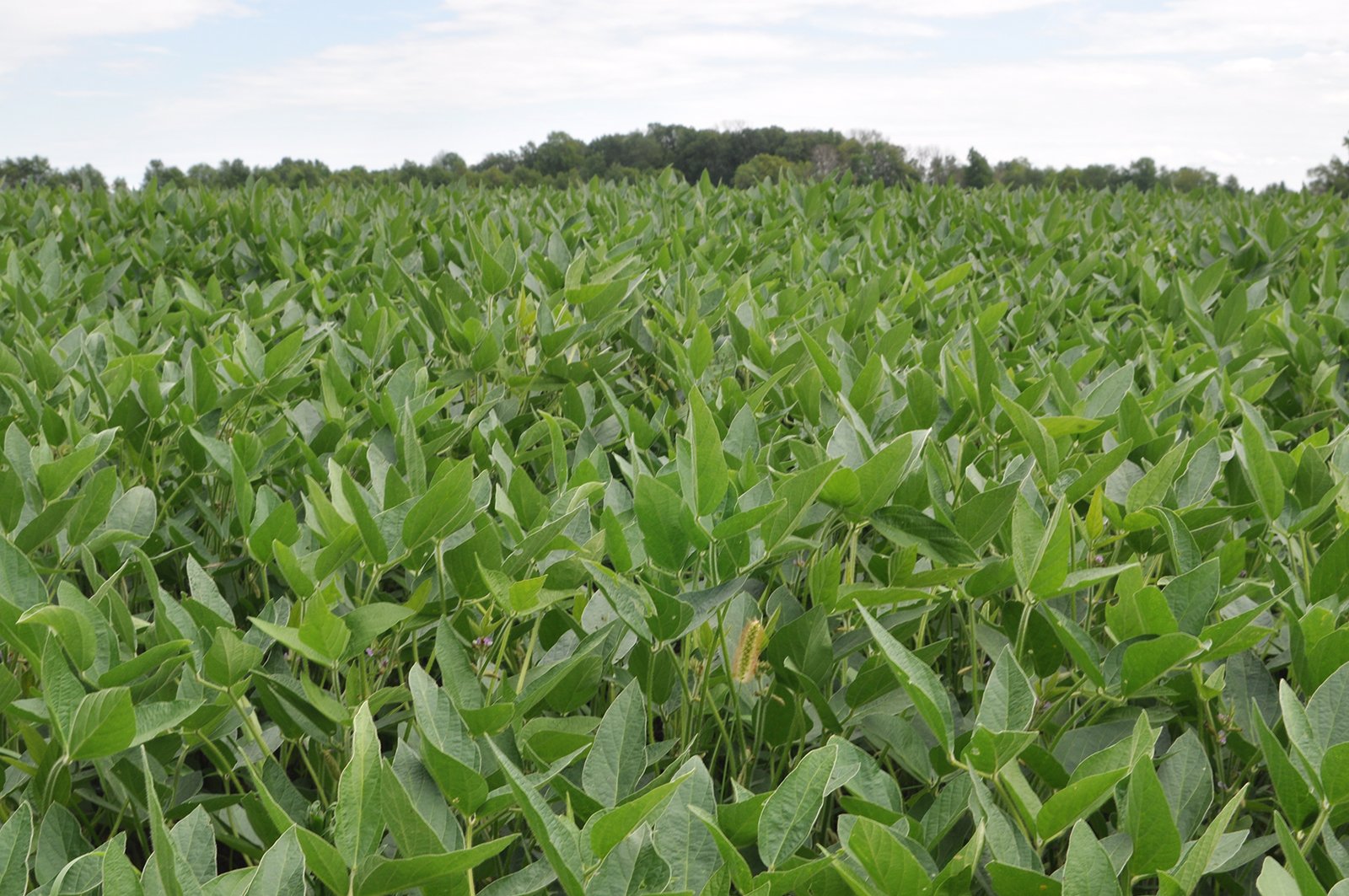 Clinton County, Indiana Farmland - ONLINE ONLY LAND AUCTION - 36.14+/- ACRES OFFERED IN 1 TRACT IN CLINTON COUNTY, INDIANA