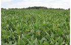 Clinton County, Indiana Farmland - ONLINE ONLY LAND AUCTION - 36.14+/- ACRES OFFERED IN 1 TRACT IN CLINTON COUNTY, INDIANA
