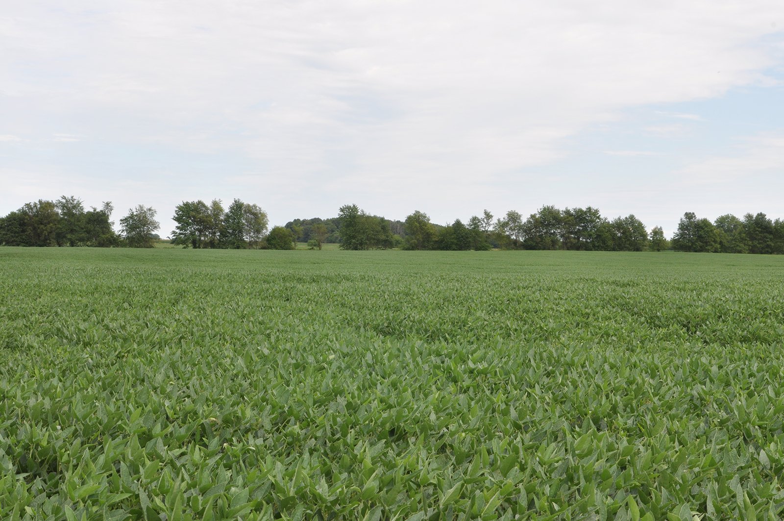Clinton County, Indiana Farmland - ONLINE ONLY LAND AUCTION - 36.14+/- ACRES OFFERED IN 1 TRACT IN CLINTON COUNTY, INDIANA