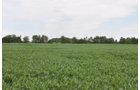 Clinton County, Indiana Farmland - ONLINE ONLY LAND AUCTION - 36.14+/- ACRES OFFERED IN 1 TRACT IN CLINTON COUNTY, INDIANA