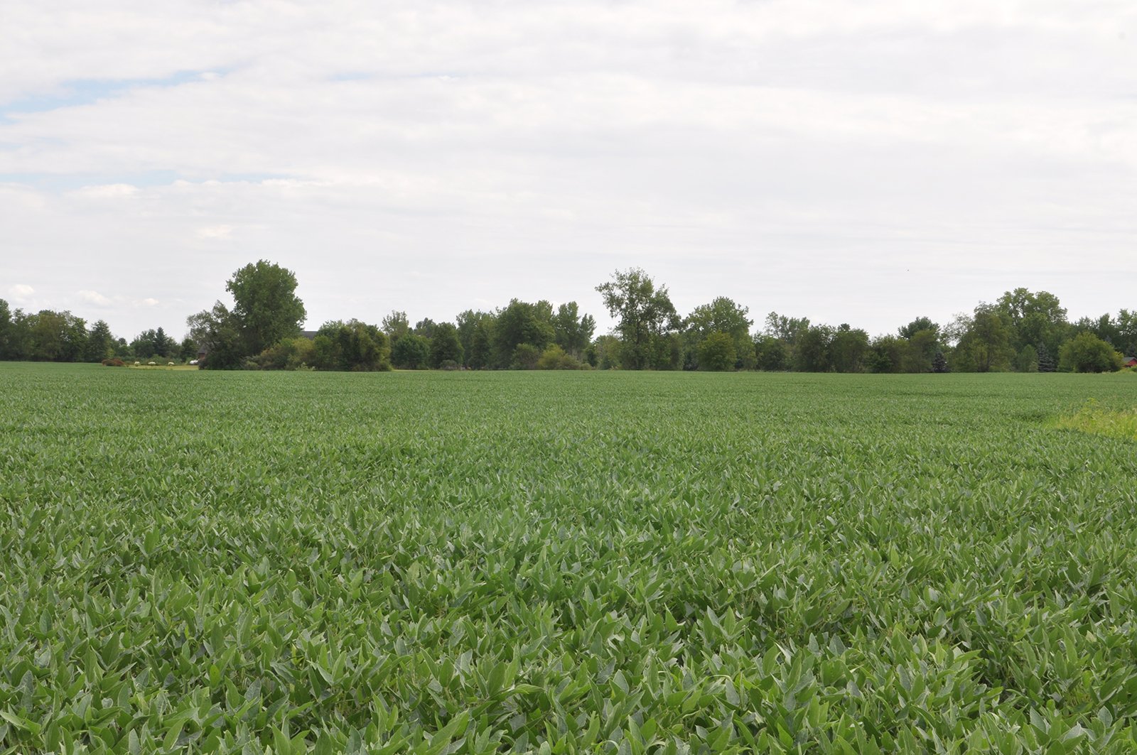 Clinton County, Indiana Farmland - ONLINE ONLY LAND AUCTION - 36.14+/- ACRES OFFERED IN 1 TRACT IN CLINTON COUNTY, INDIANA