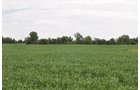 Clinton County, Indiana Farmland - ONLINE ONLY LAND AUCTION - 36.14+/- ACRES OFFERED IN 1 TRACT IN CLINTON COUNTY, INDIANA