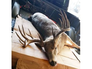 Deer in Green County, Wisconsin - LAND AUCTION - 276+/- ACRES OFFERED IN 5 TRACTS, COMBINATIONS OR AS A WHOLE IN GREEN COUNTY, WISCONSIN