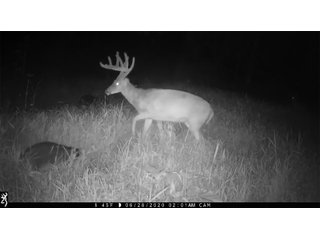 Deer in Green County, Wisconsin - LAND AUCTION - 276+/- ACRES OFFERED IN 5 TRACTS, COMBINATIONS OR AS A WHOLE IN GREEN COUNTY, WISCONSIN