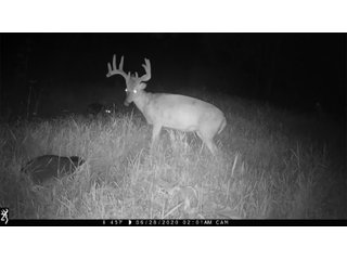 Deer in Green County, Wisconsin - LAND AUCTION - 276+/- ACRES OFFERED IN 5 TRACTS, COMBINATIONS OR AS A WHOLE IN GREEN COUNTY, WISCONSIN