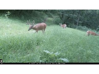 Deer in Green County, Wisconsin - LAND AUCTION - 276+/- ACRES OFFERED IN 5 TRACTS, COMBINATIONS OR AS A WHOLE IN GREEN COUNTY, WISCONSIN