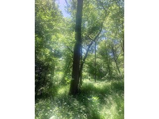 Woods in Green County, Wisconsin - LAND AUCTION - 276+/- ACRES OFFERED IN 5 TRACTS, COMBINATIONS OR AS A WHOLE IN GREEN COUNTY, WISCONSIN