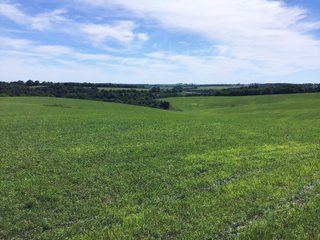 Green County, Wisconsin Farmland - LAND AUCTION - 276+/- ACRES OFFERED IN 5 TRACTS, COMBINATIONS OR AS A WHOLE IN GREEN COUNTY, WISCONSIN