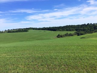 Green County, Wisconsin Farmland - LAND AUCTION - 276+/- ACRES OFFERED IN 5 TRACTS, COMBINATIONS OR AS A WHOLE IN GREEN COUNTY, WISCONSIN