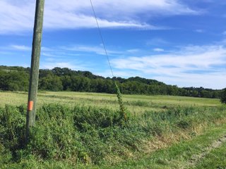 Green County, Wisconsin Farmland - LAND AUCTION - 276+/- ACRES OFFERED IN 5 TRACTS, COMBINATIONS OR AS A WHOLE IN GREEN COUNTY, WISCONSIN