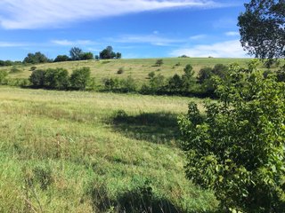 Green County, Wisconsin Farmland - LAND AUCTION - 276+/- ACRES OFFERED IN 5 TRACTS, COMBINATIONS OR AS A WHOLE IN GREEN COUNTY, WISCONSIN