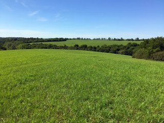 Green County, Wisconsin Farmland - LAND AUCTION - 276+/- ACRES OFFERED IN 5 TRACTS, COMBINATIONS OR AS A WHOLE IN GREEN COUNTY, WISCONSIN