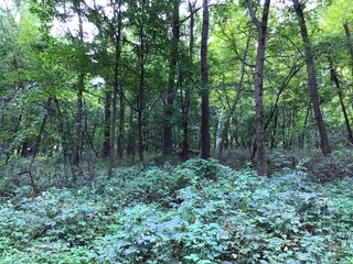 Woods in Green County, Wisconsin - LAND AUCTION - 276+/- ACRES OFFERED IN 5 TRACTS, COMBINATIONS OR AS A WHOLE IN GREEN COUNTY, WISCONSIN