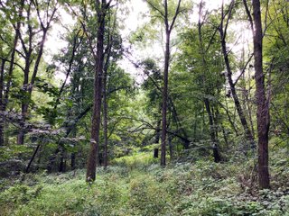 Woods in Green County, Wisconsin - LAND AUCTION - 276+/- ACRES OFFERED IN 5 TRACTS, COMBINATIONS OR AS A WHOLE IN GREEN COUNTY, WISCONSIN