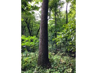 Woods in Green County, Wisconsin - LAND AUCTION - 276+/- ACRES OFFERED IN 5 TRACTS, COMBINATIONS OR AS A WHOLE IN GREEN COUNTY, WISCONSIN