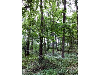 Woods in Green County, Wisconsin - LAND AUCTION - 276+/- ACRES OFFERED IN 5 TRACTS, COMBINATIONS OR AS A WHOLE IN GREEN COUNTY, WISCONSIN