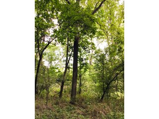 Woods in Green County, Wisconsin - LAND AUCTION - 276+/- ACRES OFFERED IN 5 TRACTS, COMBINATIONS OR AS A WHOLE IN GREEN COUNTY, WISCONSIN