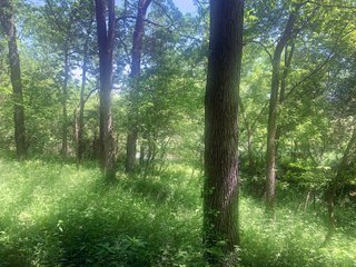 Woods in Green County, Wisconsin - LAND AUCTION - 276+/- ACRES OFFERED IN 5 TRACTS, COMBINATIONS OR AS A WHOLE IN GREEN COUNTY, WISCONSIN