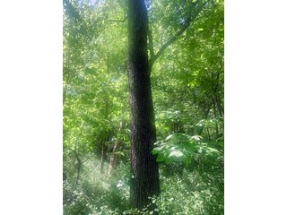 Woods in Green County, Wisconsin - LAND AUCTION - 276+/- ACRES OFFERED IN 5 TRACTS, COMBINATIONS OR AS A WHOLE IN GREEN COUNTY, WISCONSIN