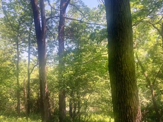 Woods in Green County, Wisconsin - LAND AUCTION - 276+/- ACRES OFFERED IN 5 TRACTS, COMBINATIONS OR AS A WHOLE IN GREEN COUNTY, WISCONSIN
