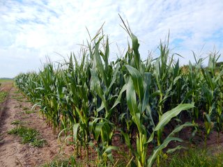 Whitley County, Indiana Farmland - LAND AUCTION - 188+/- ACRES OFFERED IN 9 TRACTS, COMBINATIONS OR AS A WHOLE IN WHITLEY COUNTY, INDIANA