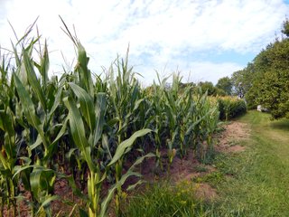 Whitley County, Indiana Farmland - LAND AUCTION - 188+/- ACRES OFFERED IN 9 TRACTS, COMBINATIONS OR AS A WHOLE IN WHITLEY COUNTY, INDIANA