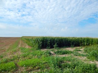 Whitley County, Indiana Farmland - LAND AUCTION - 188+/- ACRES OFFERED IN 9 TRACTS, COMBINATIONS OR AS A WHOLE IN WHITLEY COUNTY, INDIANA