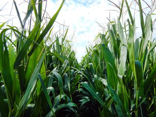 Whitley County, Indiana Farmland - LAND AUCTION - 188+/- ACRES OFFERED IN 9 TRACTS, COMBINATIONS OR AS A WHOLE IN WHITLEY COUNTY, INDIANA