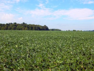 Whitley County, Indiana Farmland - LAND AUCTION - 188+/- ACRES OFFERED IN 9 TRACTS, COMBINATIONS OR AS A WHOLE IN WHITLEY COUNTY, INDIANA